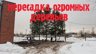 Пересадка огромных деревьев