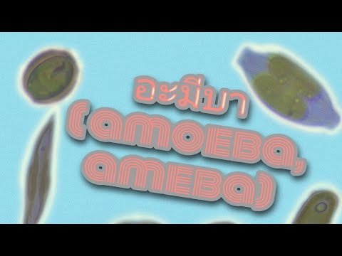 อะมีบา (ameba)