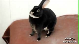 Çığlık Atan Tavşan