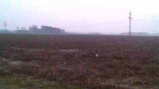 Rc Rex Buggy Jump