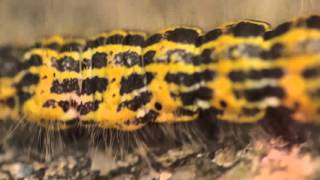 Amoon & Diarmuid Macdiarmada Live Improvisation