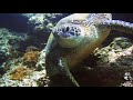 Scuba diving Shark Point &amp; Meno Wall, Gili Meno (HD)