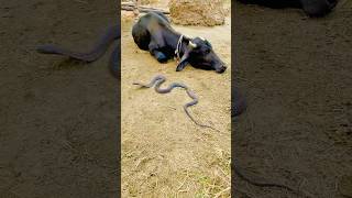 A Black Snake Near Buffalo
