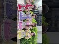 「Secret Heaven」リリイベ沖縄 🌺🌴にふぇーでーびる♡