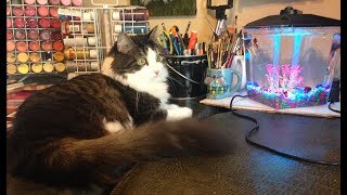 Anakin The Two Legged Cat Meeting Mr. Red The Betta Fish by Anakin The Two Legged Cat 5,375 views 6 years ago 1 minute, 58 seconds