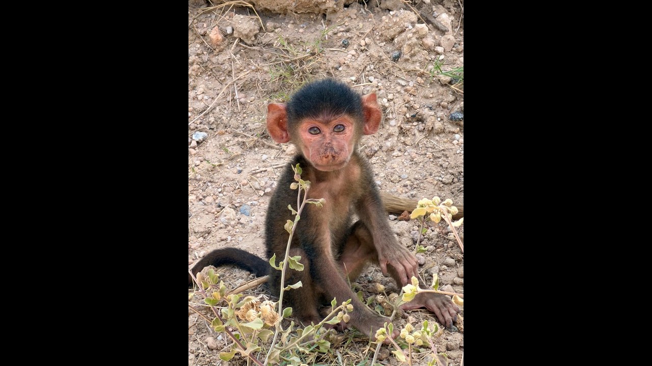 Hotel Review Amboseli Serena Safari Lodge with captions