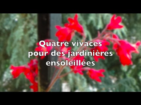 Vidéo: Vivaces Sur Le Balcon