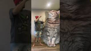 Gigantic 😼#meandloki #cat #приколы #shortvideo #ржака #funny