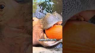 are pumpkin patches ecofriendly?🎃🌎