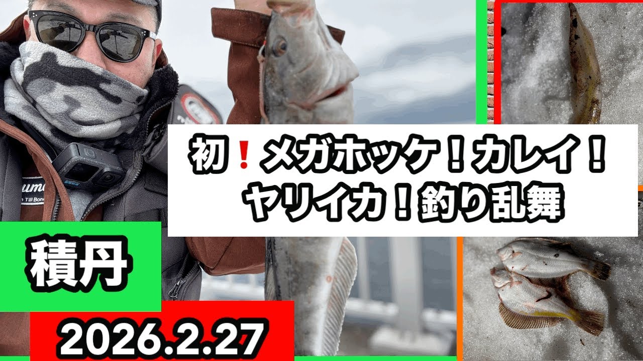 2026.2.27 東積丹で、ホッケ！カレイ！ヤリイカ！釣果乱舞！#ホッケ釣り#カレイ釣り#ヤリイカ釣り#積丹釣り#釣りきちチュン太