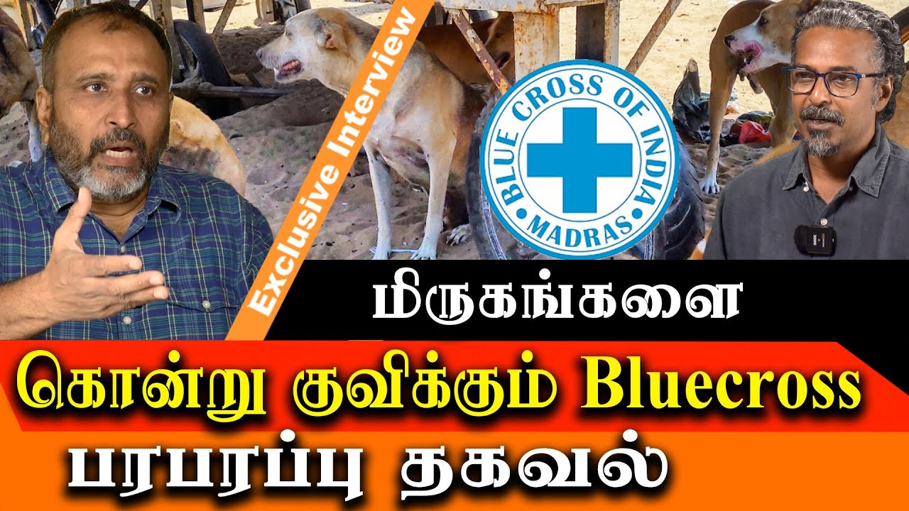 chennai blue cross kills puppies, dogs and cats - YouTube