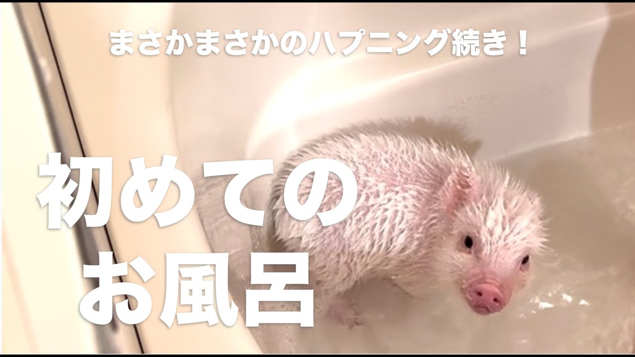 【くりーむ編】初めてのお風呂🛁まさかまさかのハプニング続き！