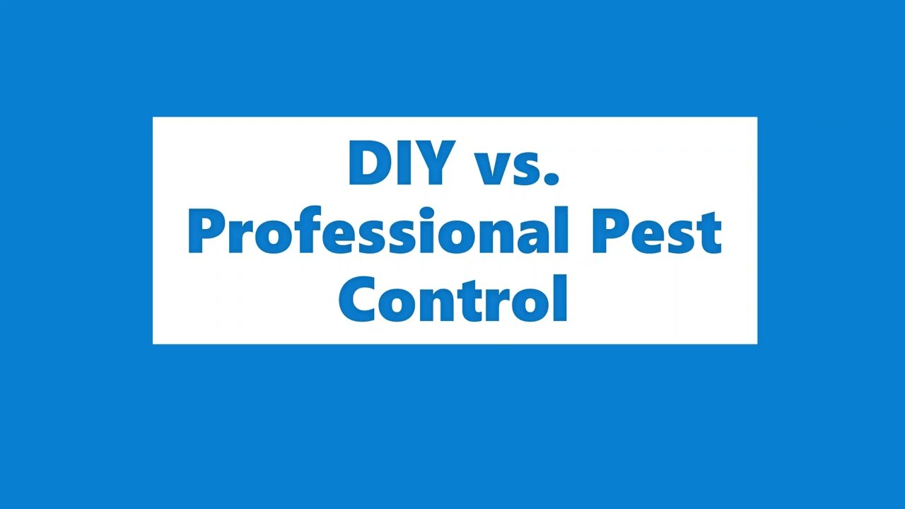 DIY vs. Professional Pest Control: Which is Best For You? 