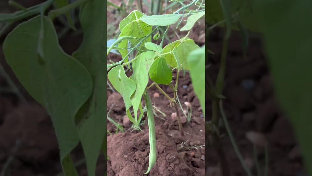Runner beans 🫘 #homegardening #garden #growyourownfood #gardendelight #forageharvest