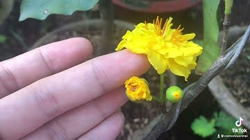 Mặt hoa Cúc bi, cúc lai đọt xanh, cúc 2 tầng....