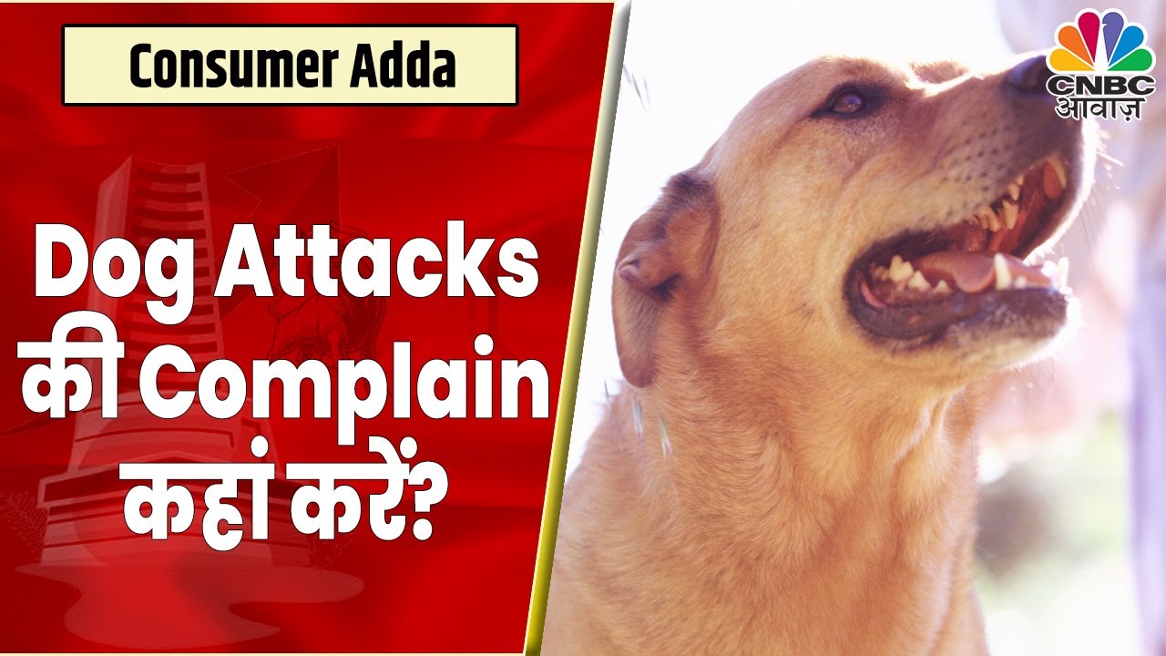 Dog Attack Cases In India ऐसे मामलों के बाद कहां Complain करना चाहिए