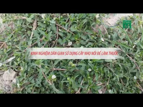 Video: Cây Nước Nổi - Cách Sử Dụng Các Loại Cây Nổi Trong Vườn Nước