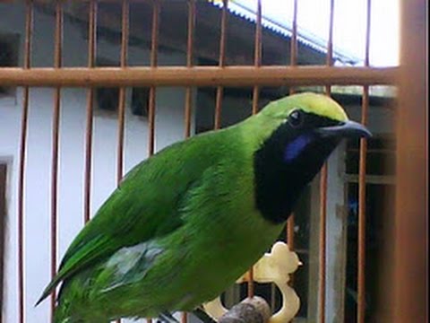 Murai Daun Berkicau Youtube