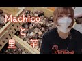 【Machico】里芋との戯れ【農業声優】