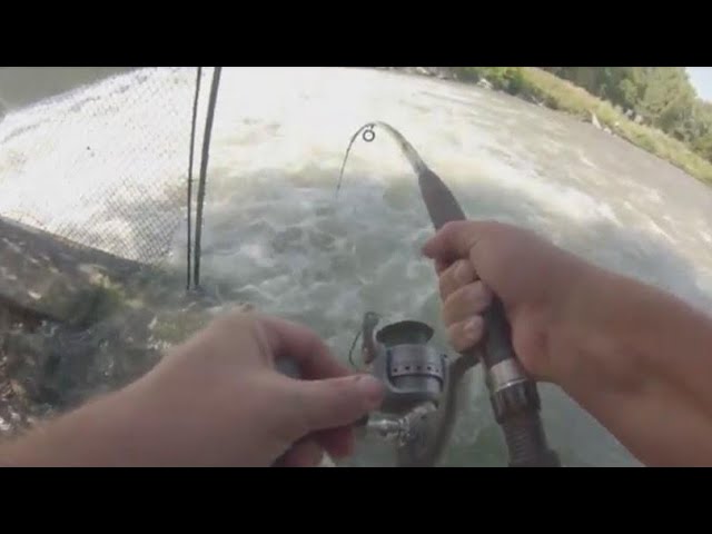 Huge flathead catfish caught on Little George lure- Lake