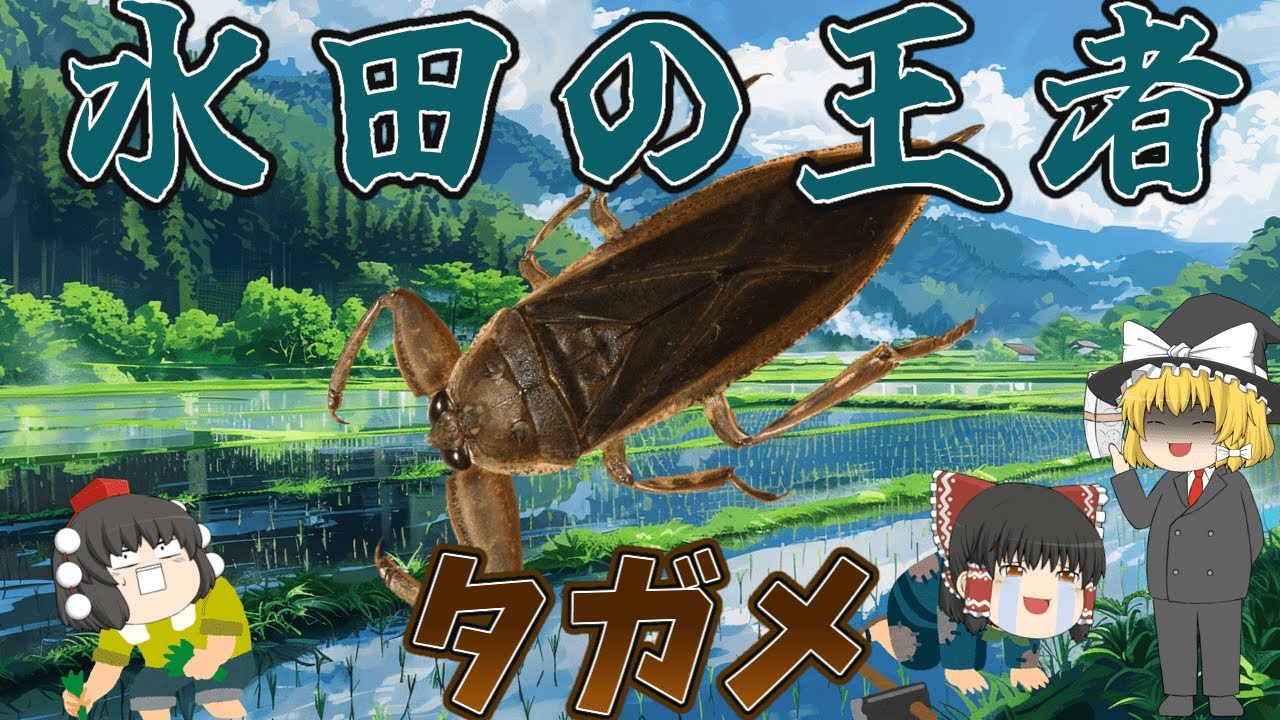 【ゆっくり解説】水田の王者！タガメ