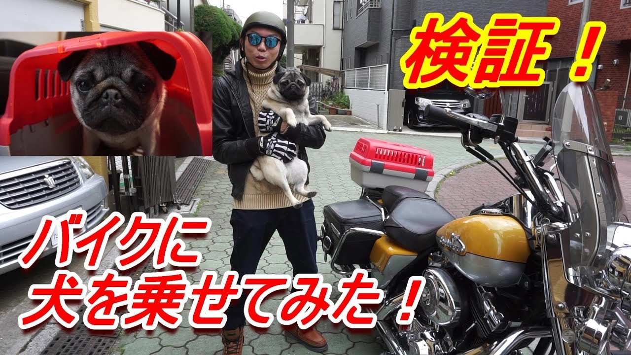 バイクに犬を乗せてみた Pugのはなちゃん Harley Davidson Youtube