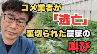 Rice price crash spells end for Japanese agriculture