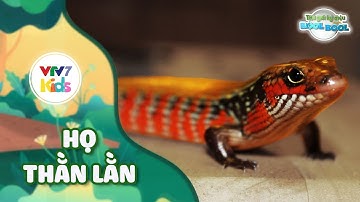 Thế giới kỳ diệu của Bool Bool - Mùa 2 - Số 12 | HỌ THẰN LẰN | VTV7