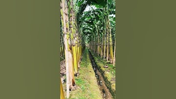 #shorts #tinnong bỏ lúa lên mô trồng chuối liệu có ổn