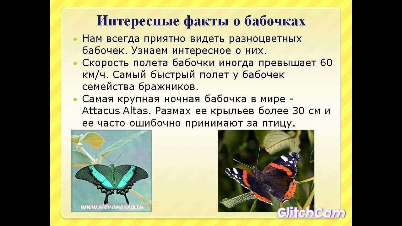 Сведения о бабочках 2 класс окружающий мир. Интересные факты о бабочках. Интересеные факт ыо баочках. Удивительные факты о бабочках. Доклад про бабочку.