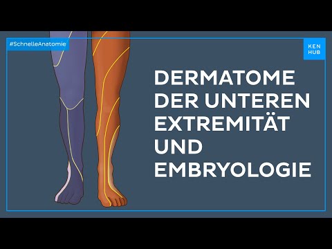 Dermatome der unteren Extremität und Embryologie - Anatomie einfach erklärt | Kenhub