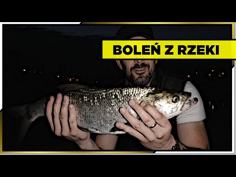 ŁOWIENIE BOLENI - Życiówka na Nową Wędkę / Wędkarstwo 2021