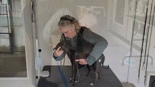 Video and Conformation Dog Show Training
