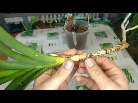 Video: Fusarium Wilt Of Palms – Tipy, jak léčit Fusarium Wilt Of Palms