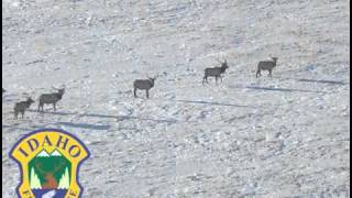 KSRA Radio News- Wintering Big Game