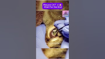 Rescue cat - wait for the end #CatRescue #RescueCat #cat #pets #rescue