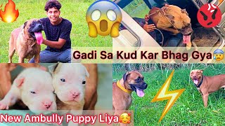 New Ambully Puppy Liya🥰 || Monster Dog Bhag Gya😰Gadi Sa Kud Kar😱