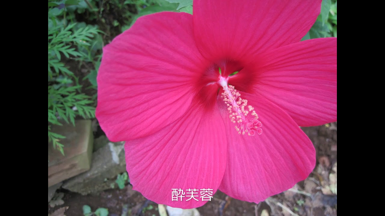 昭和の歌１３１京都から博多まで 歌詞付き Youtube