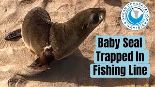 Baby Seals rescued from fishing line