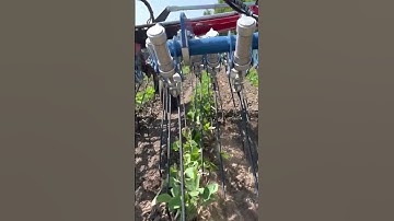Tine Weeding Organic Soybeans With Hatzenbichler Air Flow Tine Weeder (In Row View)
