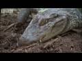 Attenborough - Baby Caymans hatching - BBC wildlife