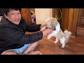 🐶 chó con dễ thương quá em đi lạc vào nhà mình 🔔👈