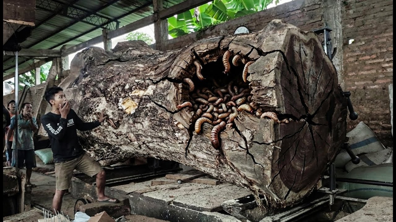 Down Under Discovery – Trembesi Wood That Shocked the Entire Sawmill Crew!