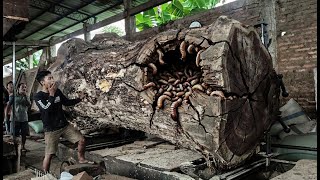 Down Under Discovery – Trembesi Wood That Shocked the Entire Sawmill Crew!