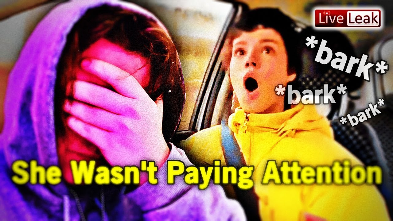 Streamer Hits a Dog... doggo is fine :) - YouTube