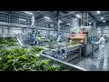 100% Automated Seaweed Processing Technology You’ve Never Seen Before