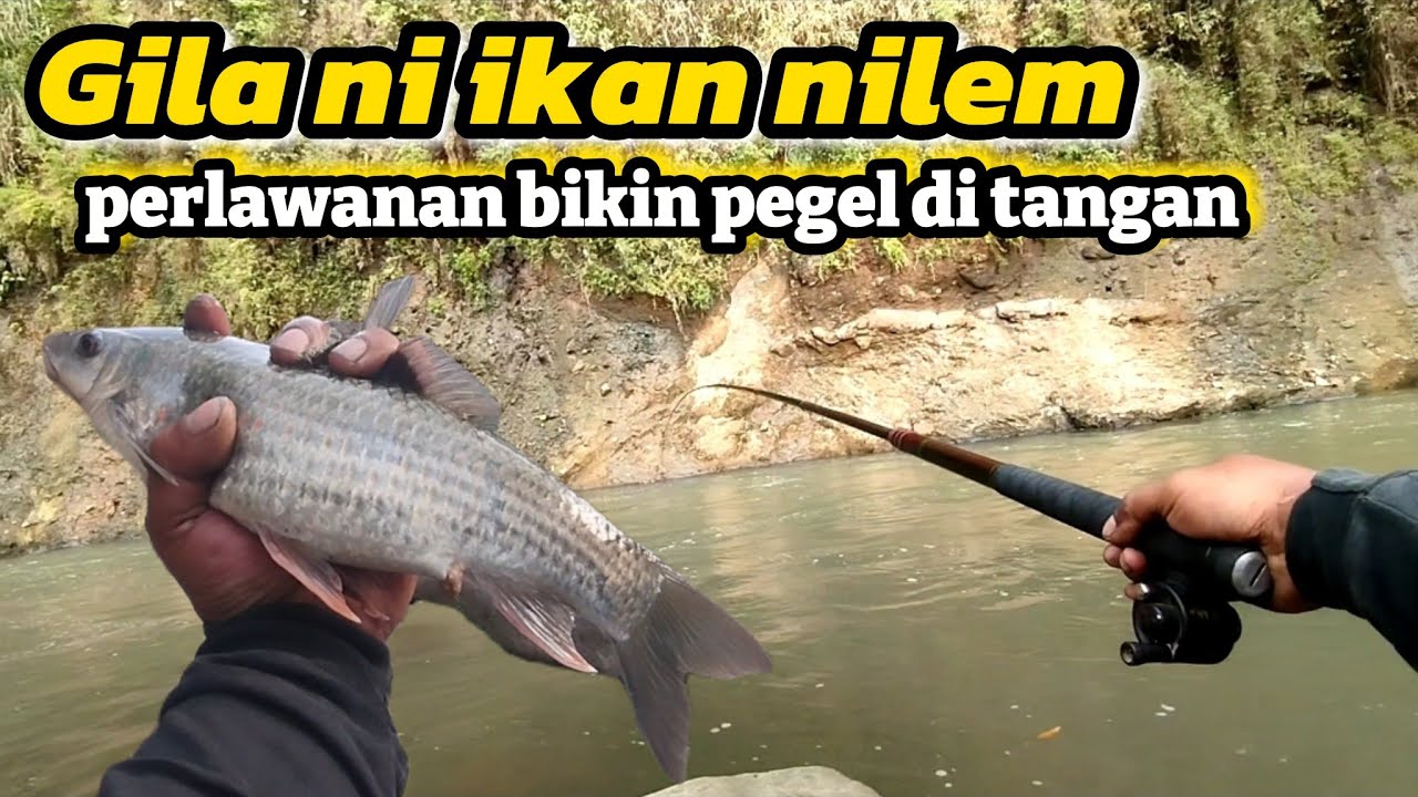 GILA NI IKAN NILEM BABON PERLAWANAN YA BIKIN PEGEL DI TANGAN !! TEKNIK NUTUL TROLING @nopinpofishing