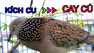 💦CHIM CU GÁY Giọng Hấp Dẫn [GÁY GỌI,THÚC  ]Kích Bổi Nhanh Nổi.Cu Gáy.Cu Đất,Cu cườm