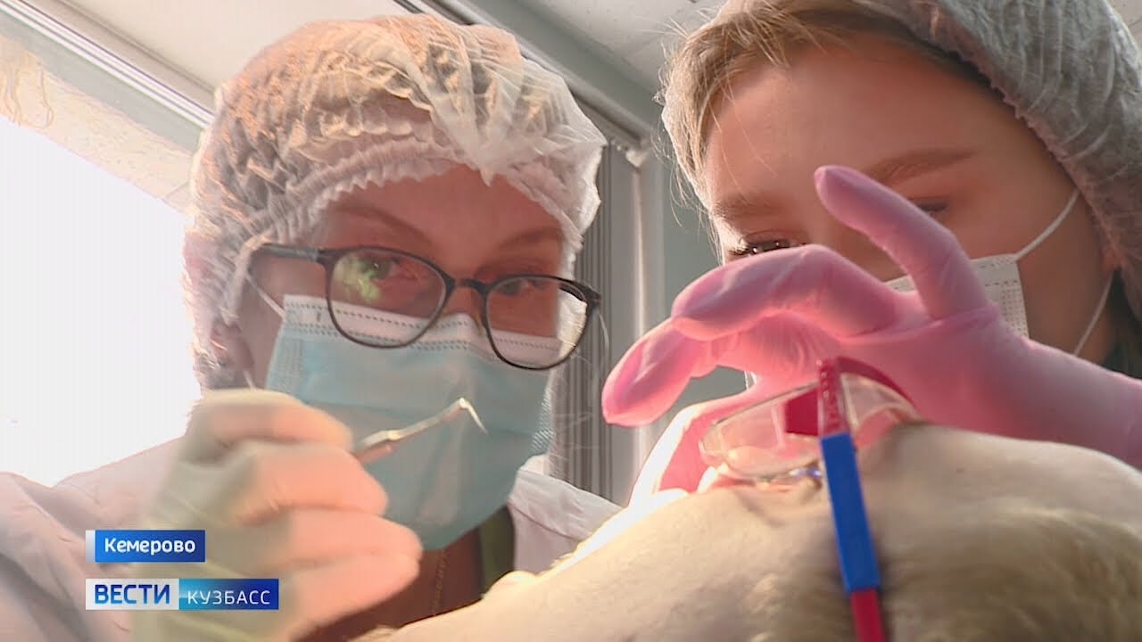 Старшекурсники стоматологического факультета КемГМУ ведут приём ...