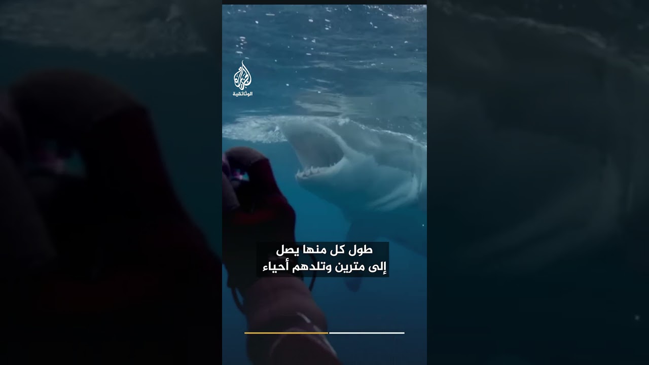 رحلة أنثى القرش الأبيض.. من المياه المتجمدة إلى دفء جزر بولينيزيا